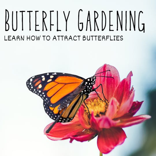 IG Butterfly Garden .png