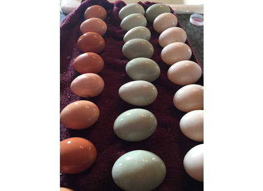 Flannel Dog Farm Eggs