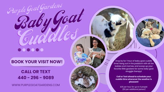 Baby Goat Cuddle Time!