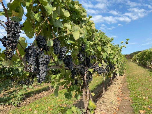 Tarsitano Winery Vines